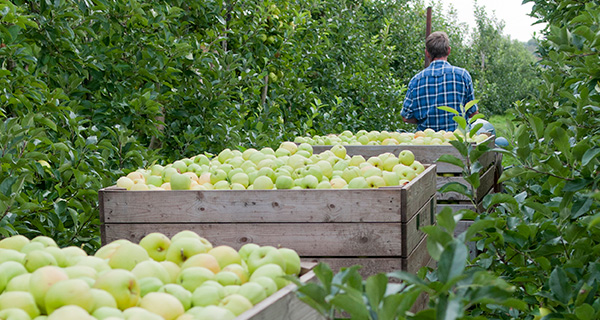 Appel en peren