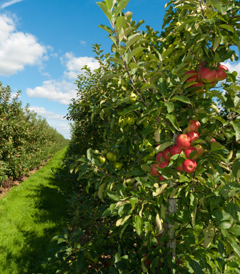 Braeburn